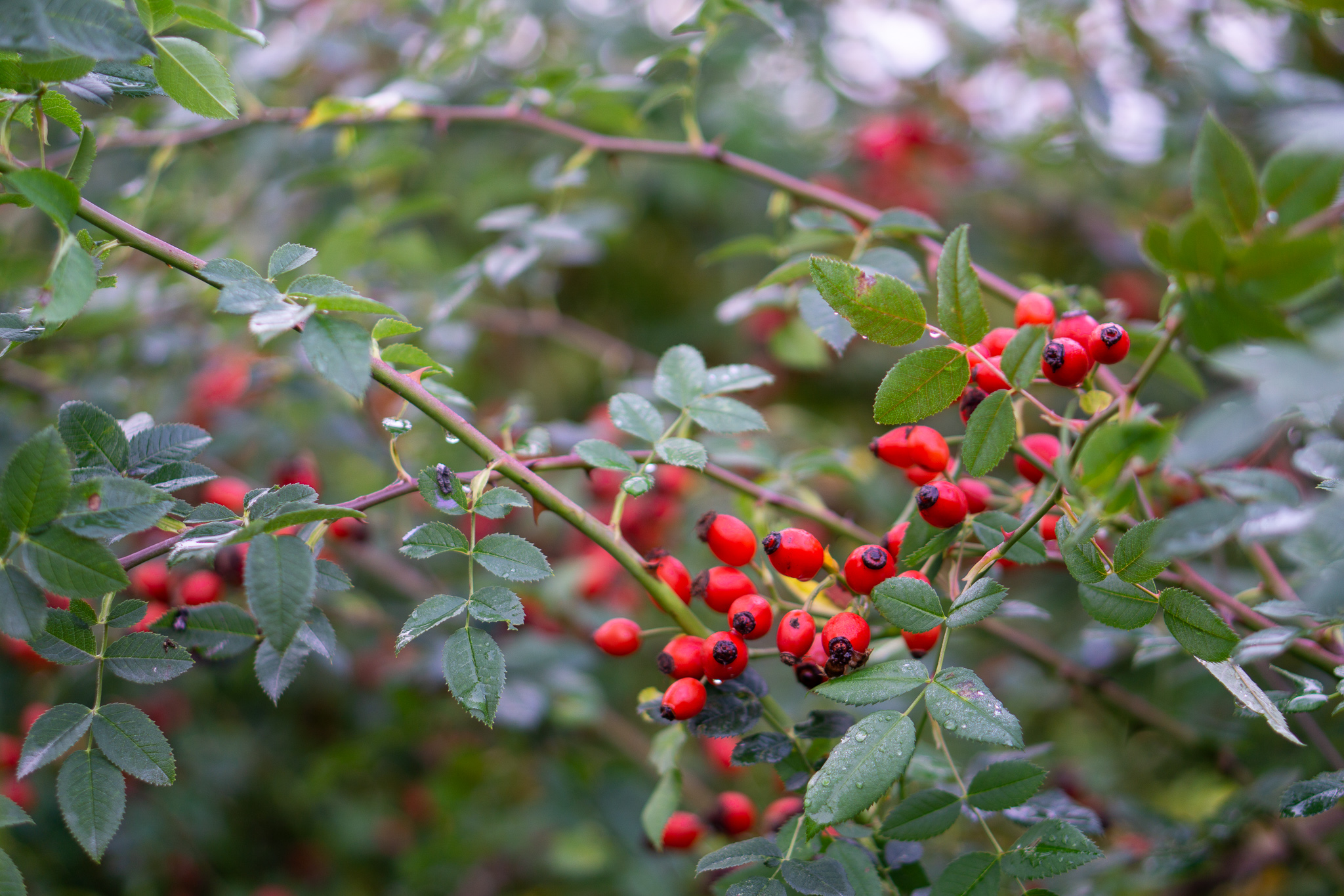 Rosehip soup—an underestimated delight – Swedish Spoon