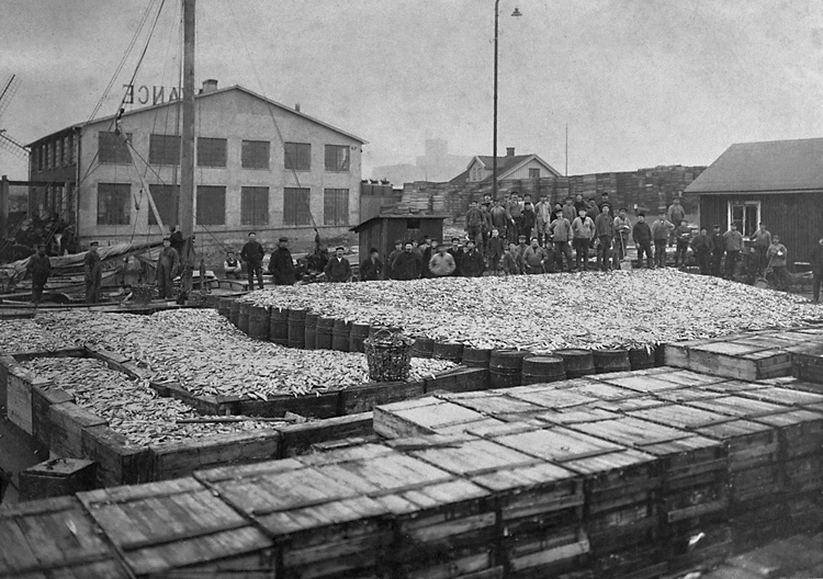 Captured herring in Marstrand, 1920. Sillfångst i Marstrand.